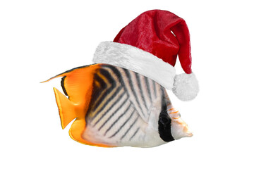 with a Santa Claus hat for Christmas on a transparent background in PNG format