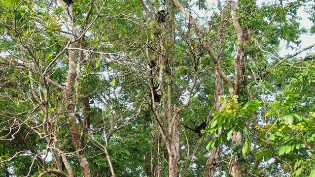 Costa Rican canopy, home to the Ateles geoffroyi spider monkeys.