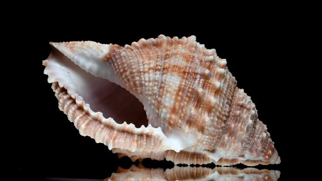 Common Frog shell (Bufonaria rana) rotating slowly against a black background