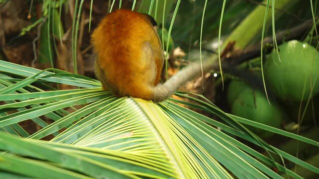 A squirrel monkey amidst dense rainforest foliage in Costa Rica.

