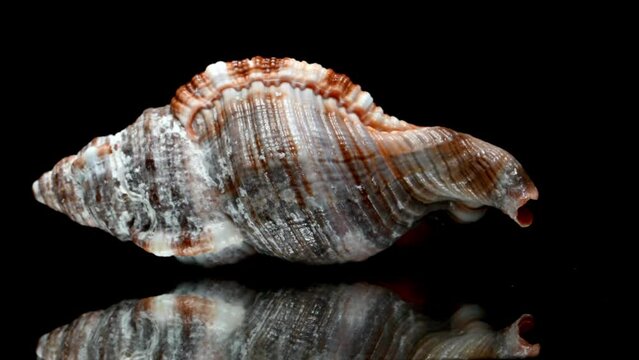 Hairy Triton (Monoplex pilearis) seashell rotating slowly against a black background