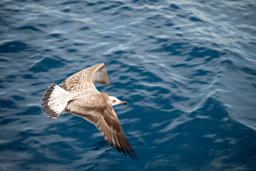 Möwen im Flug