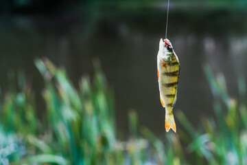 Caught fish on a hook, perch