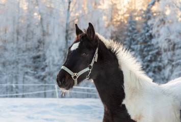 Portrait of pinto foal in pasture on winter evening. Snowy forest and sunset sky in background