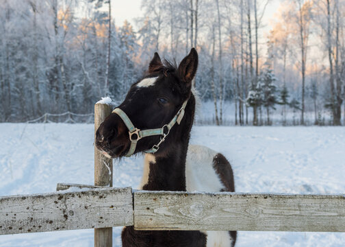 Portrait of pinto foal by the wooden fence in pasture on winter evening. Snowy forest and sunset sky in background