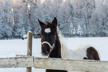 Portrait of pinto foal playing by the wooden fence in pasture on winter evening. Snowy forest and...
