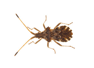 Western conifer seed bug isolated on white background, Leptoglossus occidentalis