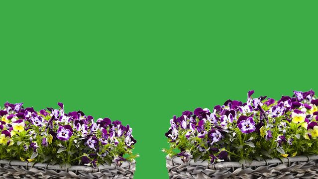 pansy flowers on a green screen in a garden on a farm. singing birds