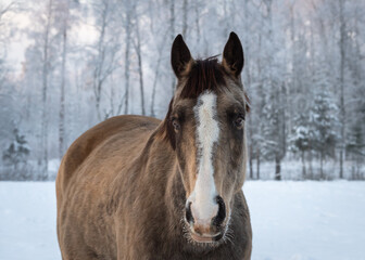 Portrait of dun horse in snowy field. White and frosty forest in the background
