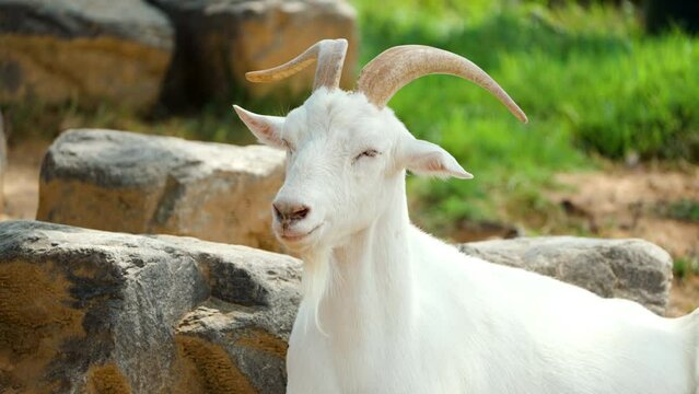 Male Saanen Goat Swiss Breed Head Close-up Against Leafy Tree in Summer Farm