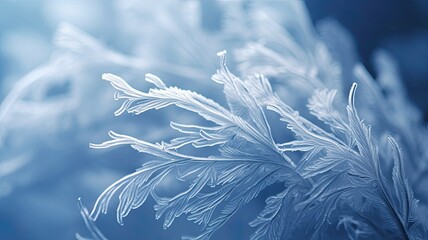 snow-covered pine branches, showcasing the intricate details of frost and snow crystals. The natural beauty of winter is highlighted in this image.