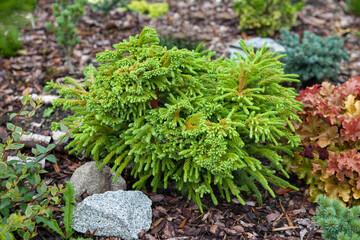 Cryptomeria japonica Tomahawk fresh green in color and has a compact bush growth. Combination of tail-shaped branches and combs. The plant is fresh green in color and has a compact shrub growth.  