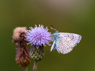 Common Blue Butterfly Feeding on Knapweed