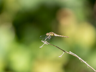 Common Darter Resting on a Twig