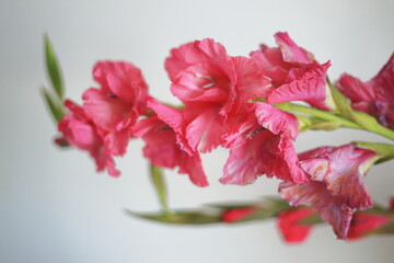 pink gladioli on a white background, background for a card, congratulation, Valentine's Day, holiday, presentation, flowers on white, decorative bouquet