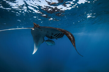 Manta ray in ocean with small fish. Snorkeling with giant manta in blue ocean