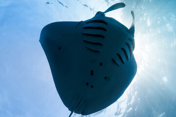 Manta ray fish in ocean. Snorkeling with giant fish in blue ocean, bottom view © artifirsov