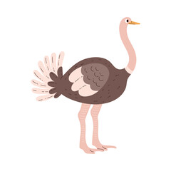 Poultry ostrich bird, farm big fowl with long legs and neck vector cartoon illustration, village or wild animal for food
