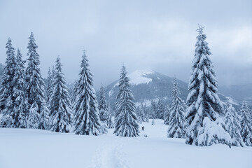 Winter landscape of high mountains with snow white peak. Forest. Lawn covered with snow. Evergreen trees in the snowdrifts. Christmas wonderland. Snowy wallpaper background.