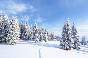 Winter forest. Path leading to the trees covered with white snow. Landscape of mountains. Wallpaper...