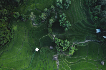 rice fields at dusk in the countryside