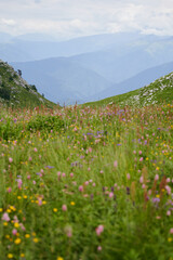 Vertical landscape with a flowering meadow and mountains in the background.