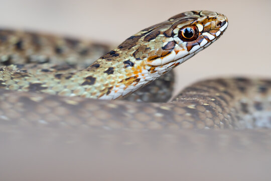 Closeup of Aesculapian snake crawling in wild nature