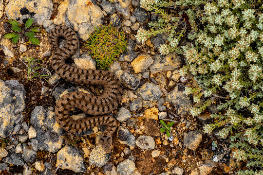 Snake crawling on stony ground in daytime