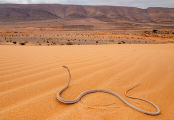 Psammophis schokari in desert