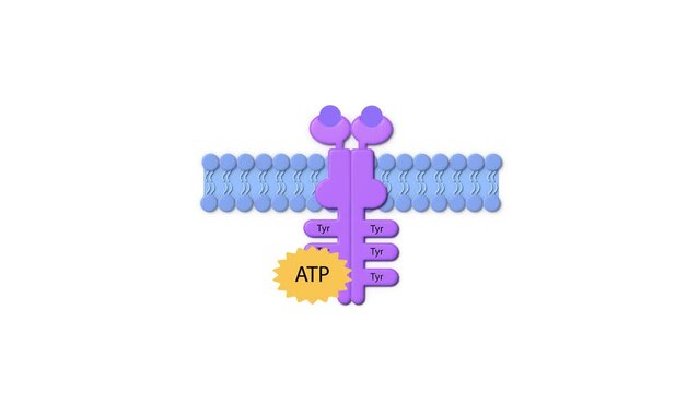 enzyme linked receptor, ligand, ADP, ATP, cell membrane, Enzyme-linked receptors, cell surface proteins that activate intracellular pathways upon ligand binding.