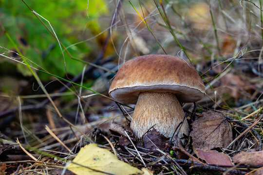 boletus edulis mushroom