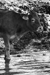 Black Cow 06 - obrazy, fototapety, plakaty