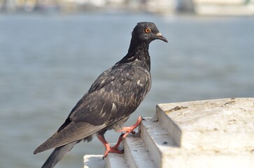 The closeup of the pigeon.