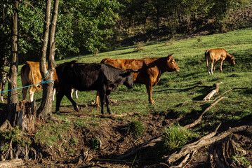 Cows at pasture 02 - obrazy, fototapety, plakaty