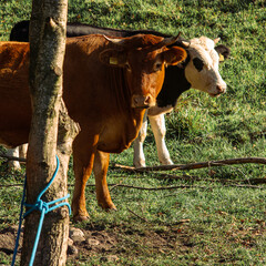 Cows at pasture 01 - obrazy, fototapety, plakaty