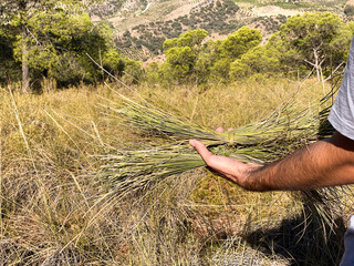 bunch bundle of esparto grass