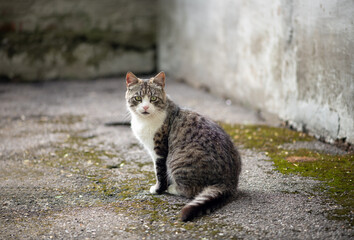 cat sitting on the street