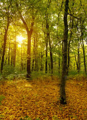 Autumn forest trees. Nature yellow wood sunlight backgrounds.