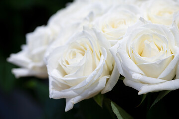 bouquet of white roses on a black background close up.
