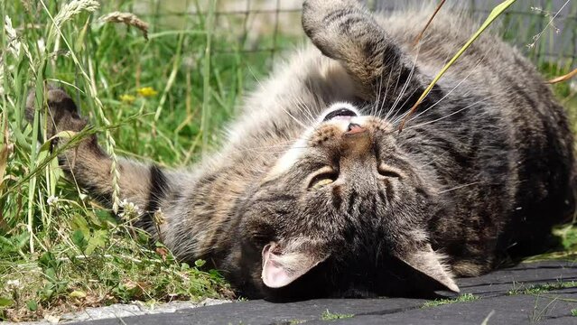 Tabby cat lying on meadow in the garden