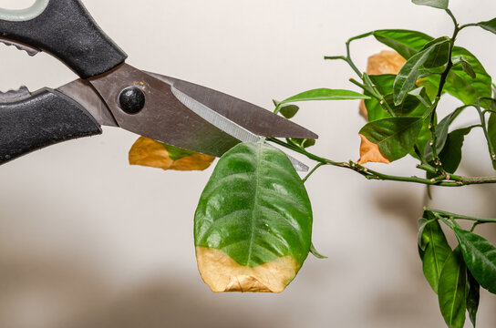 A gardener cuts with scissors a withered dry leaf of a lemon plant