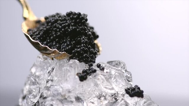Black Caviar in spoon on ice. High quality natural sturgeon black caviar close-up. Delicatessen. Texture of expensive luxury caviar on ice on gray background. Slow motion.