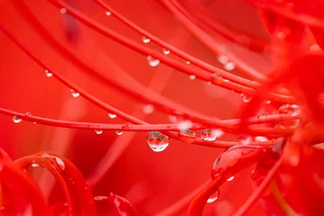 Foto auf Acrylglas Backstein 雨上がりの水滴のついた真っ赤な彼岸花