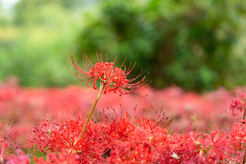 雨上がりの水滴のついた真っ赤な彼岸花
