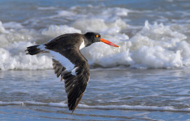 American oystercatcher (Haematopus palliatus) flying low over the ocean beach, Galveston, Texas, USA.