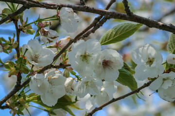 松前公園の桜たち
