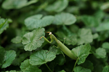 The praying mantis sits on a green plant.