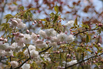 松前公園の桜たち