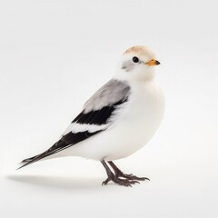 Fototapeta premium Snow bunting bird isolated on white background.