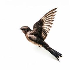 Obraz premium White-collared swift bird isolated on white background.